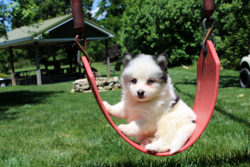 puppy, for, sale, Pomsky, Matthew B. Stoltzfus, dog, breeder, Gap, PA, dog-breeder, puppy-for-sale, forsale, nearby, find, puppyfind, locator, puppylocator, aca